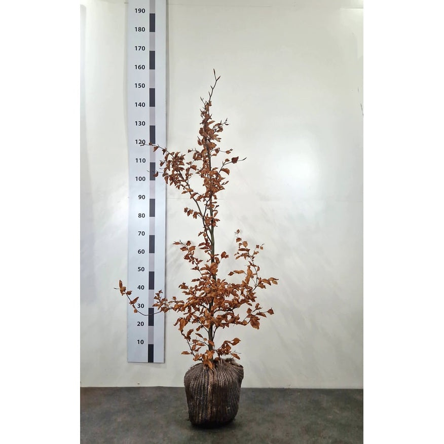 Blodbok – Fagus sylvatica - 150-175 CM RB