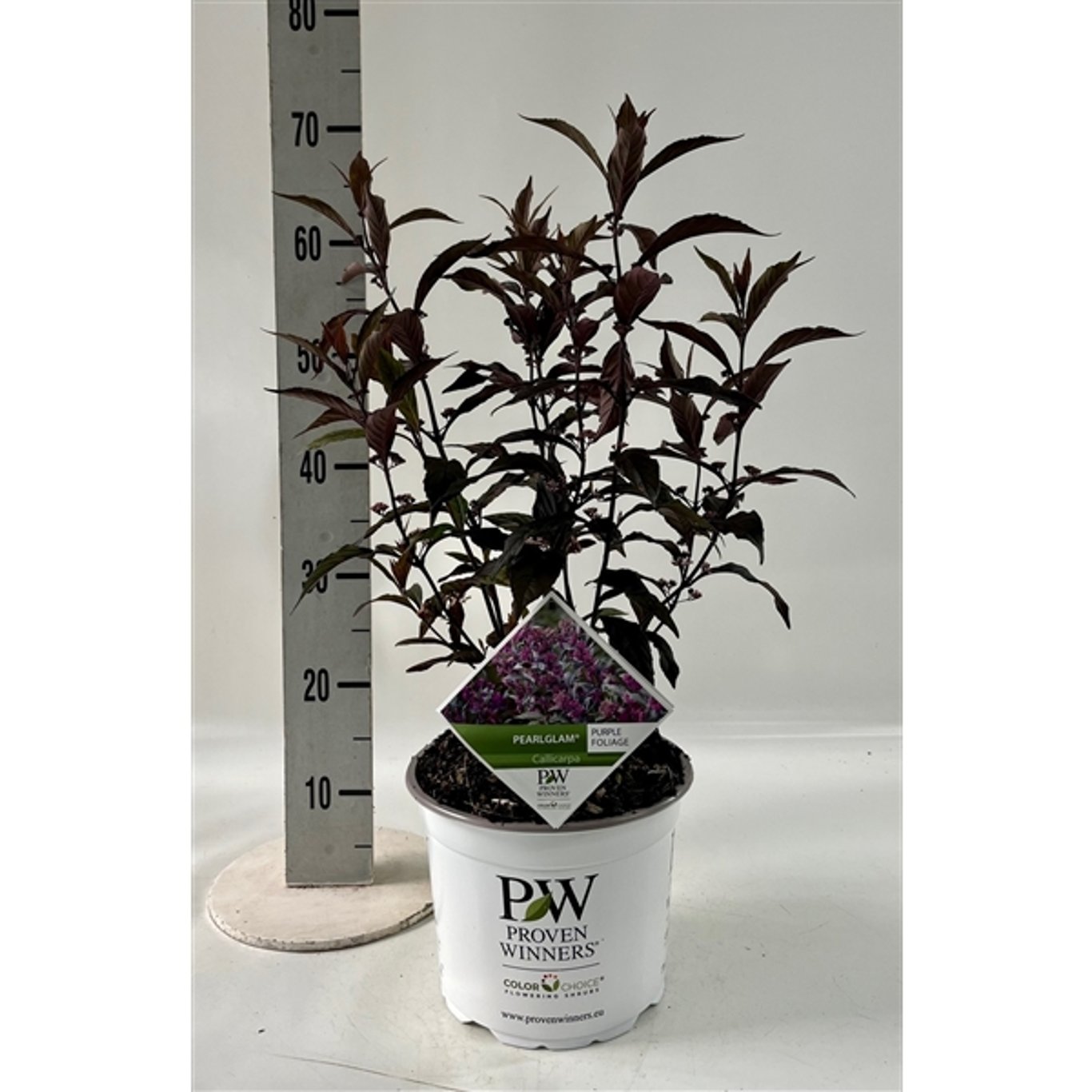 Skönhetsbär – Callicarpa 'Pearl Glam' - C5 40-60 CM