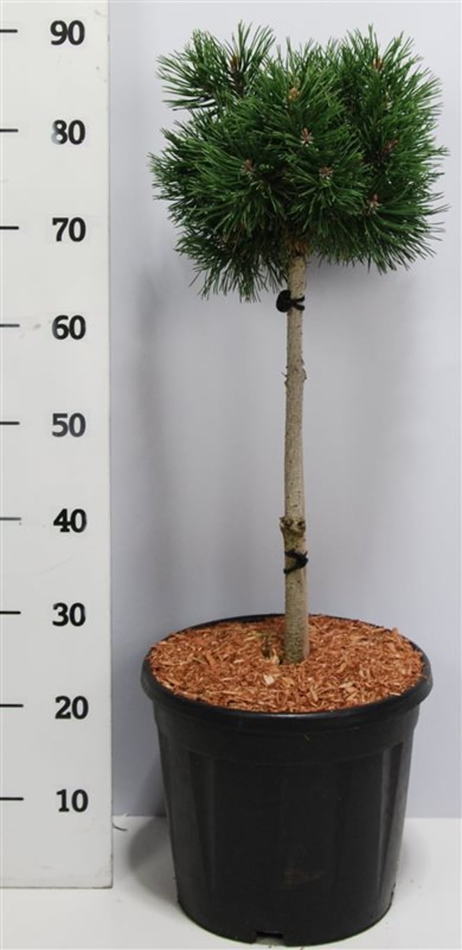Bergtall – Pinus mugo &