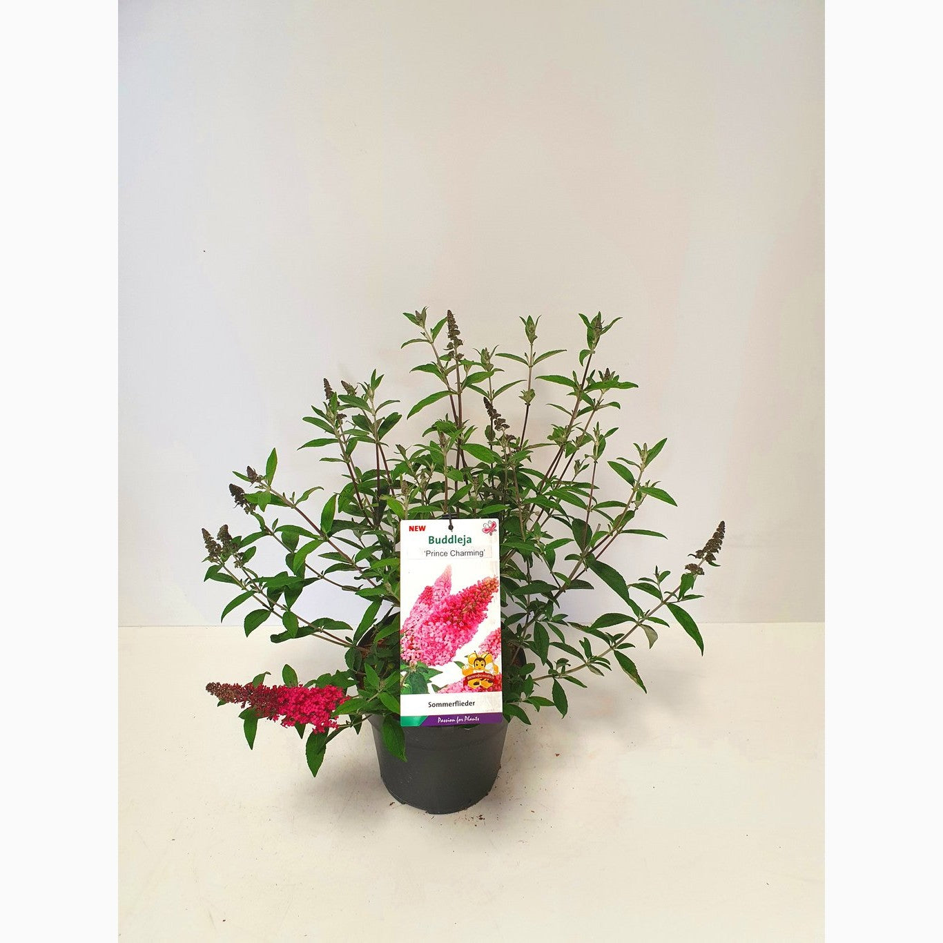 Sommarlilja – Buddleja d. 'Prince Charming' - C5