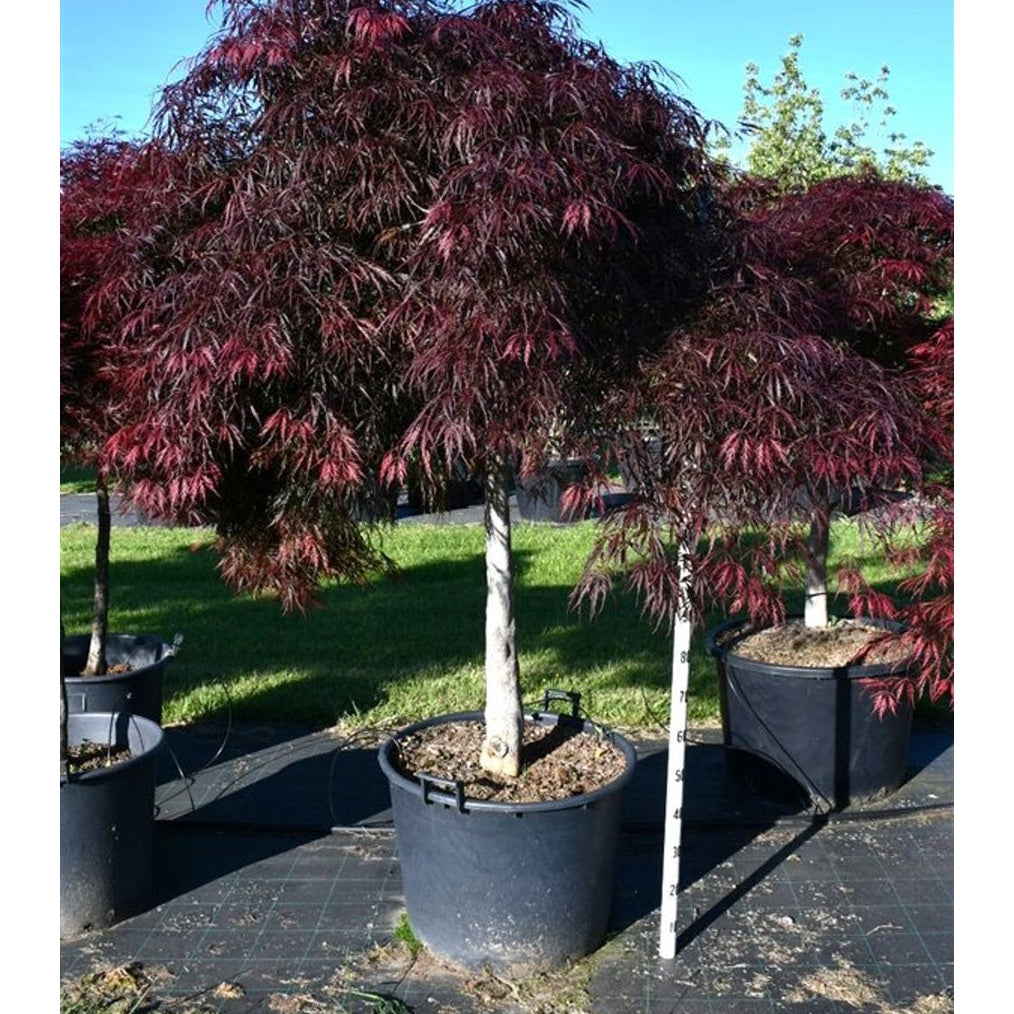 Japansk lönn – Acer palmatum 'Inaba-shidare' - C130 150-175 cm.