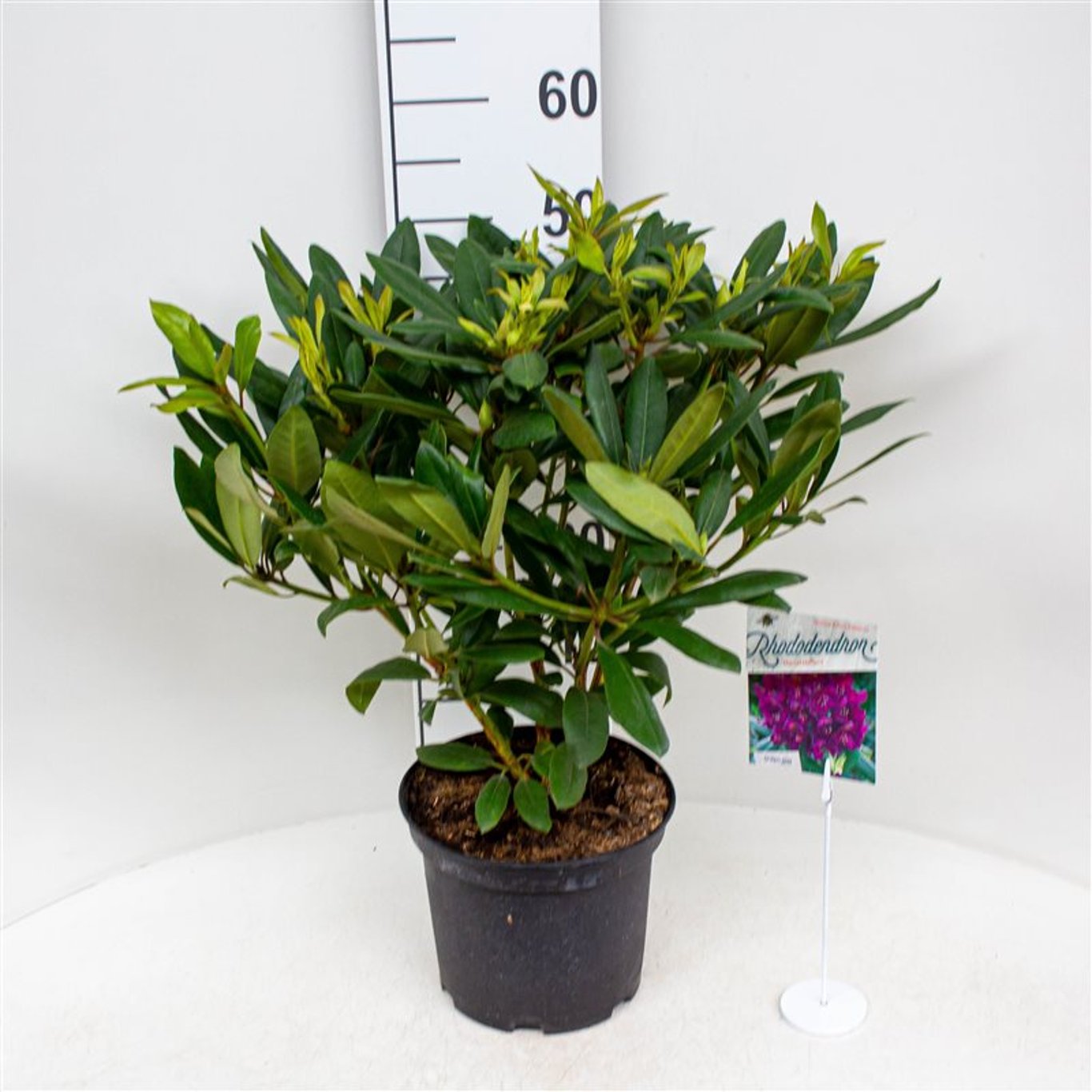 Rhododendron – Rhododendron (P); 'Marcel Menard' - C5 30-40 CM