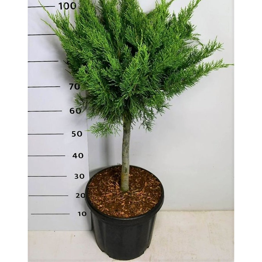 Pfitzer-en – Juniperus pfitzeriana 'Mint Julep' - C13 40 cm. Stam
