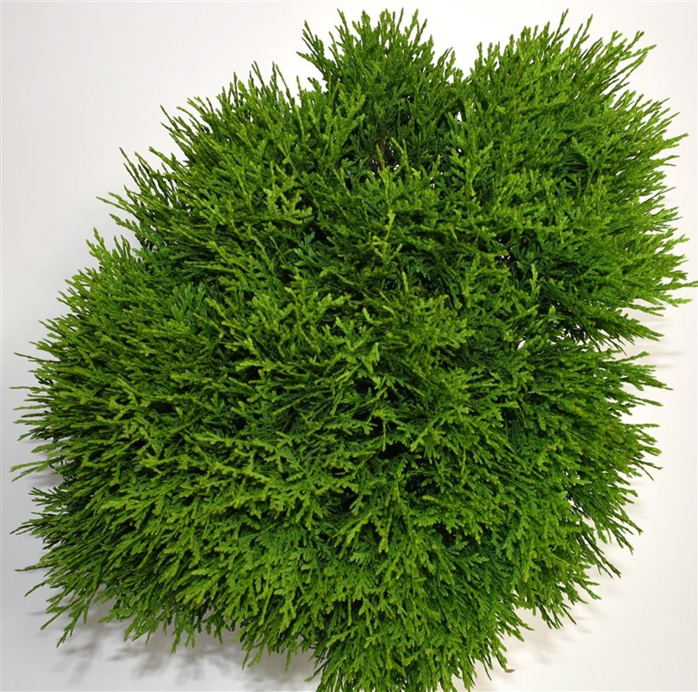 Thuja – Thuja occidentalis &