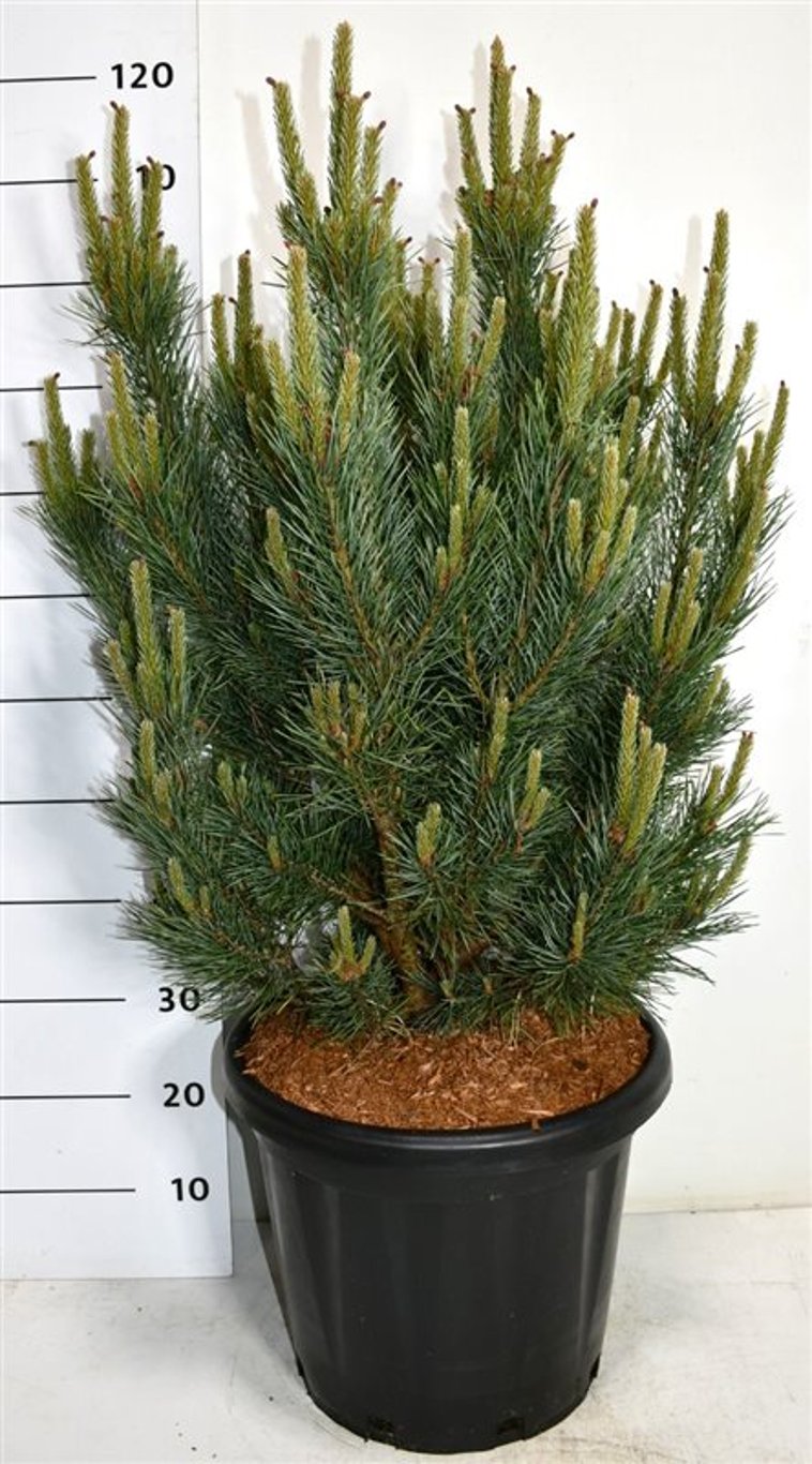 Tall – Pinus sylvestris &