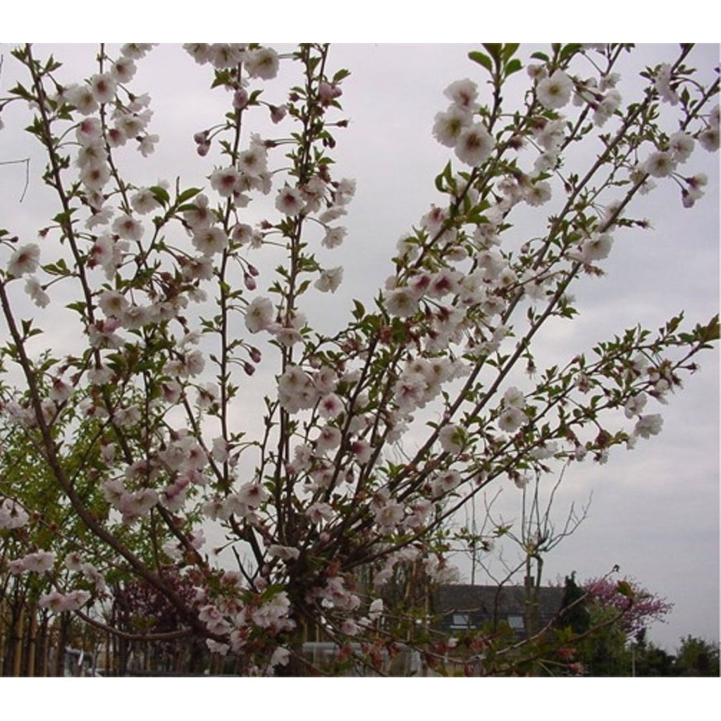 Japanskt körsbär – Prunus subhirtella 'Autumnalis Rosea' - 150 CM Stem C15