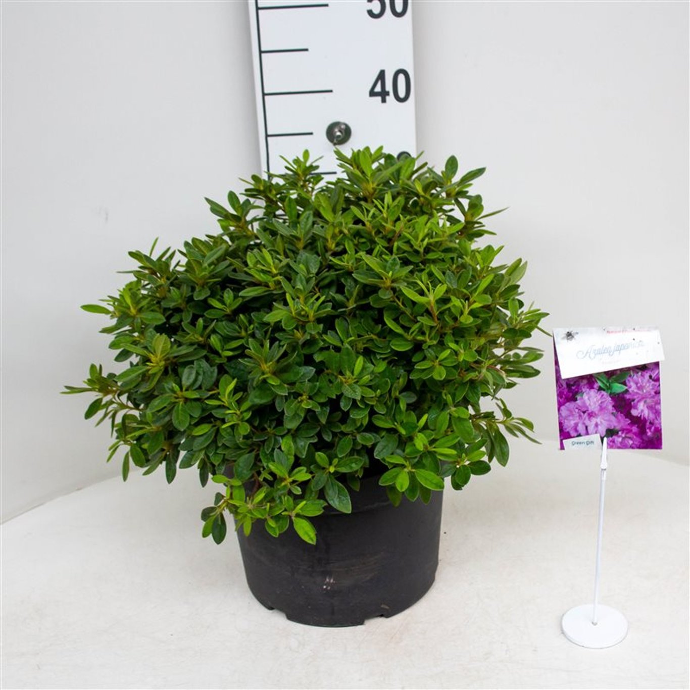 Rhododendron – Rhododendron (AJ); 'Florida' - C10 40-50 CM