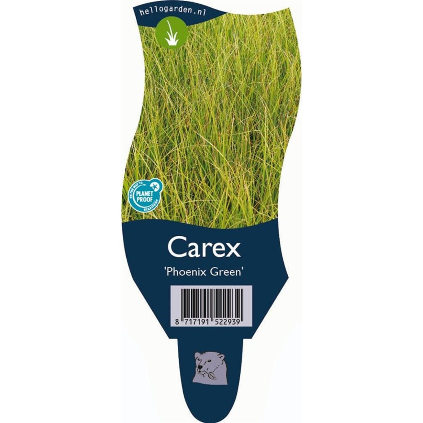 Starr – Carex 'Phoenix Green' - P11