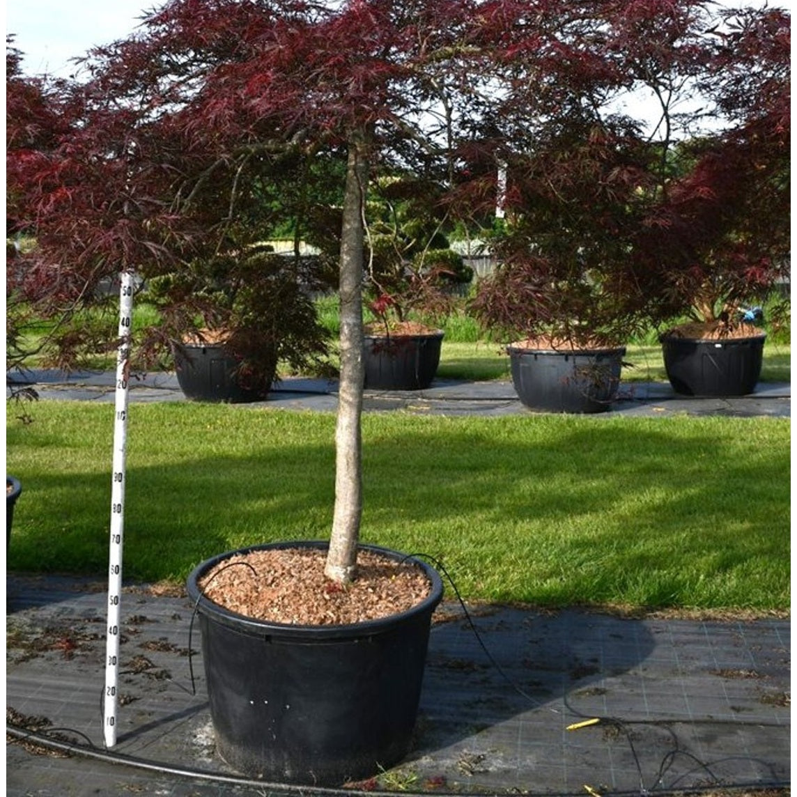 Japansk lönn – Acer palmatum 'Nigrum' - C230 150 cm. Stam