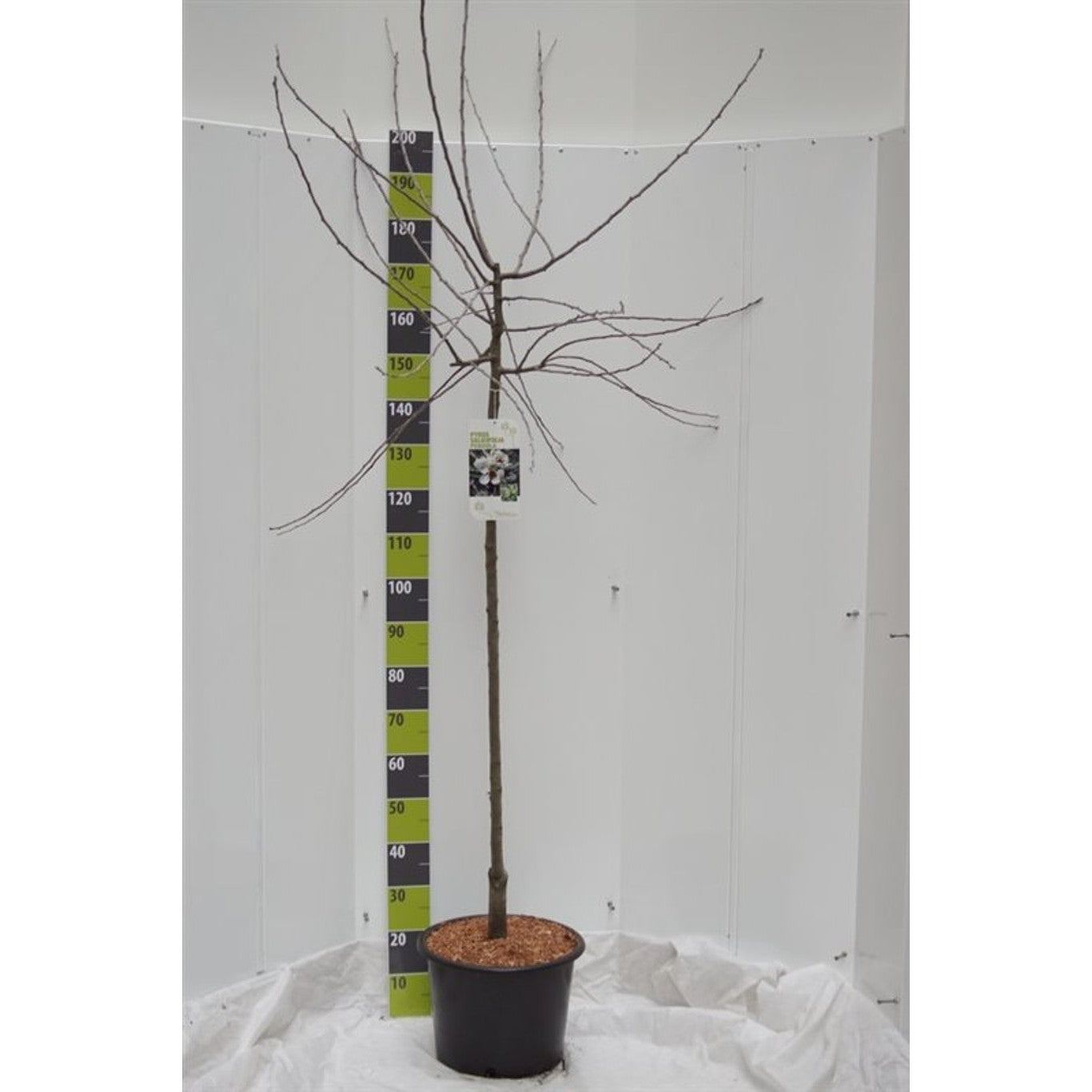 Smalbladigt päron – Pyrus salicifolia 'Pendula' - C20