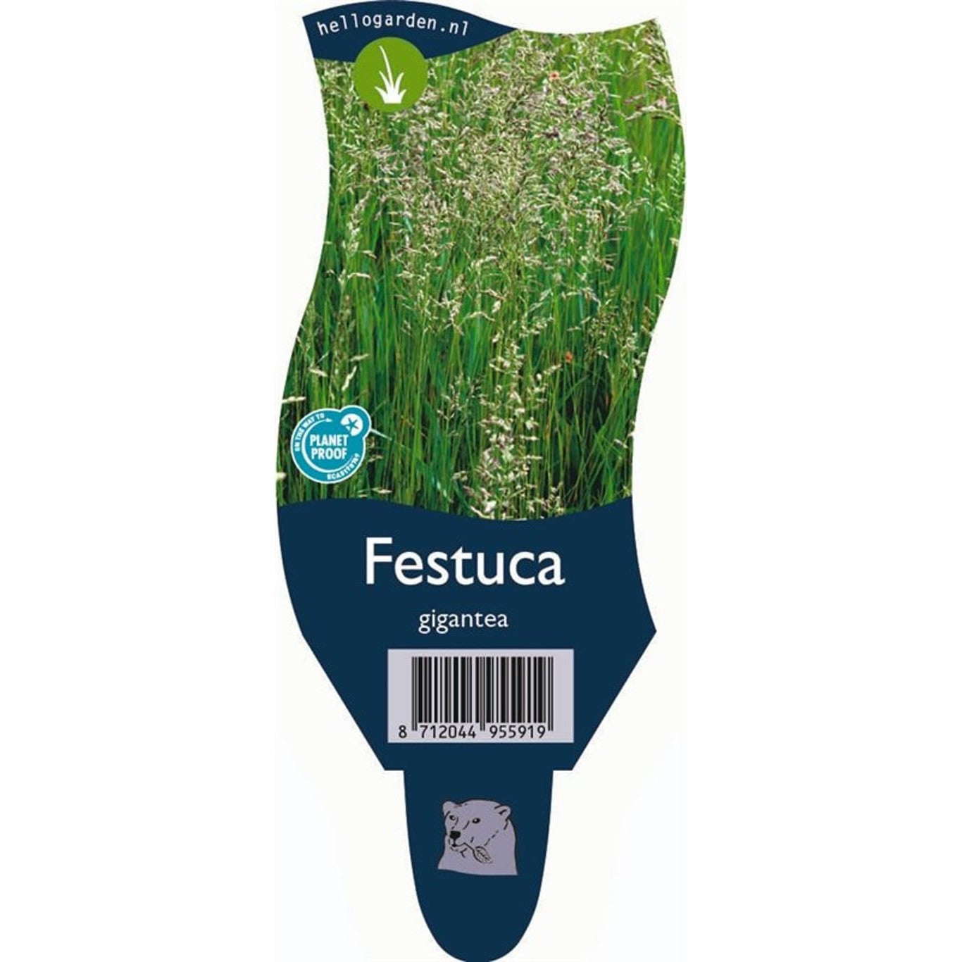 Jättesvingel – Festuca gigantea - P11