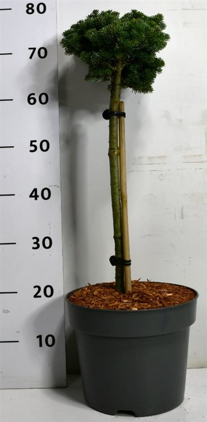 Koreagran – Abies koreana 'Silberlocke' - C7.5 40cm. Stam