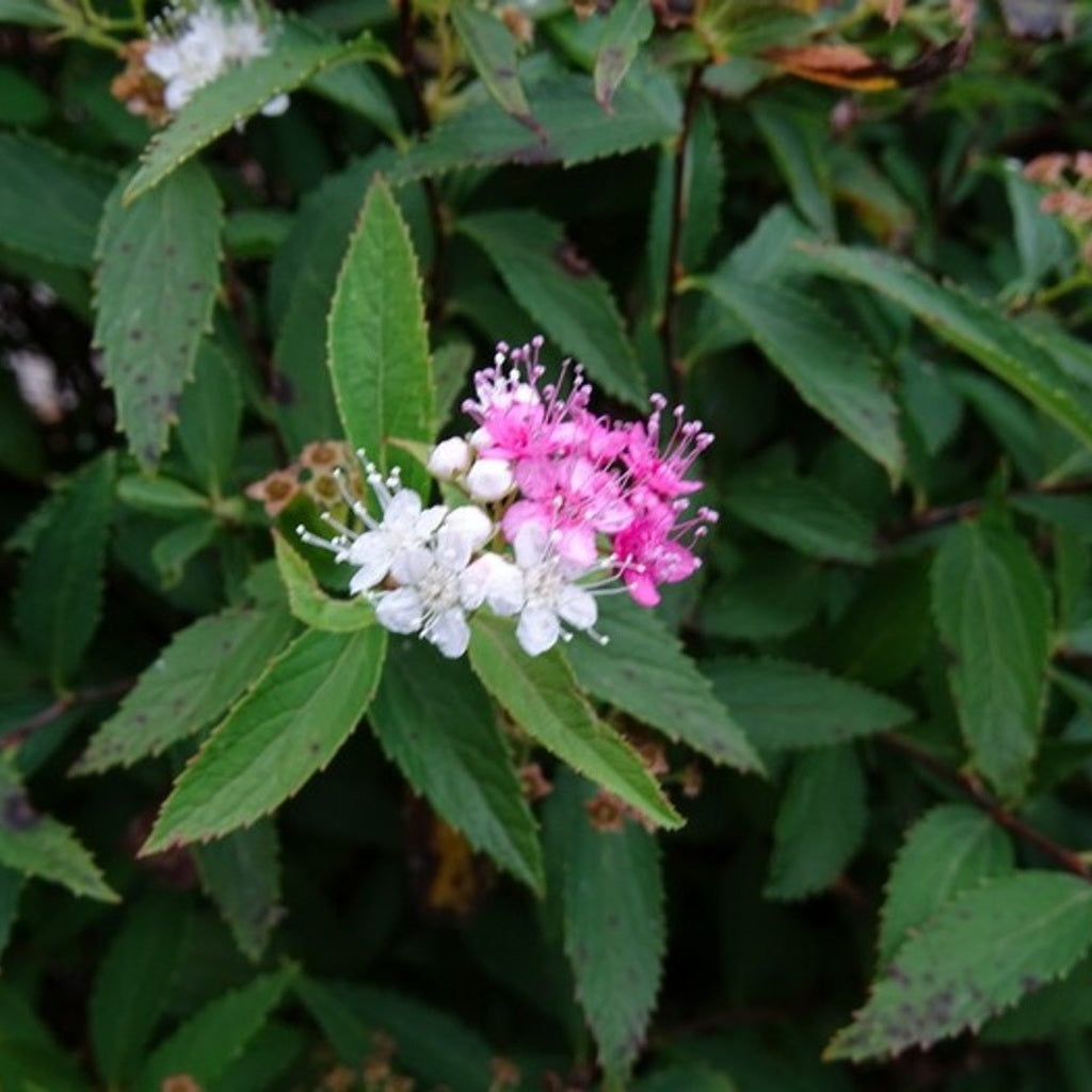 Praktspirea – Spiraea japonica 'Genpei' - 30-50 CM bare root 0/1/1