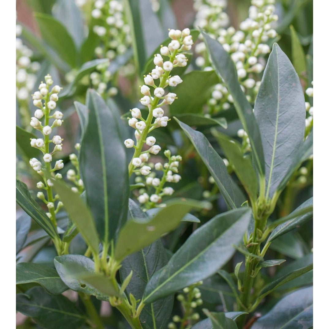 Lagerhägg – Prunus laurocerasus &