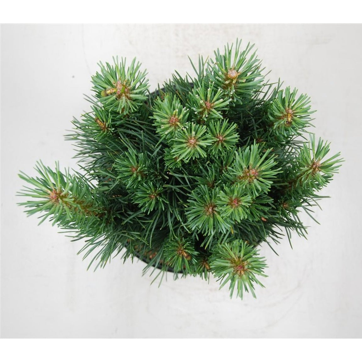 Tall – Pinus sylvestris &