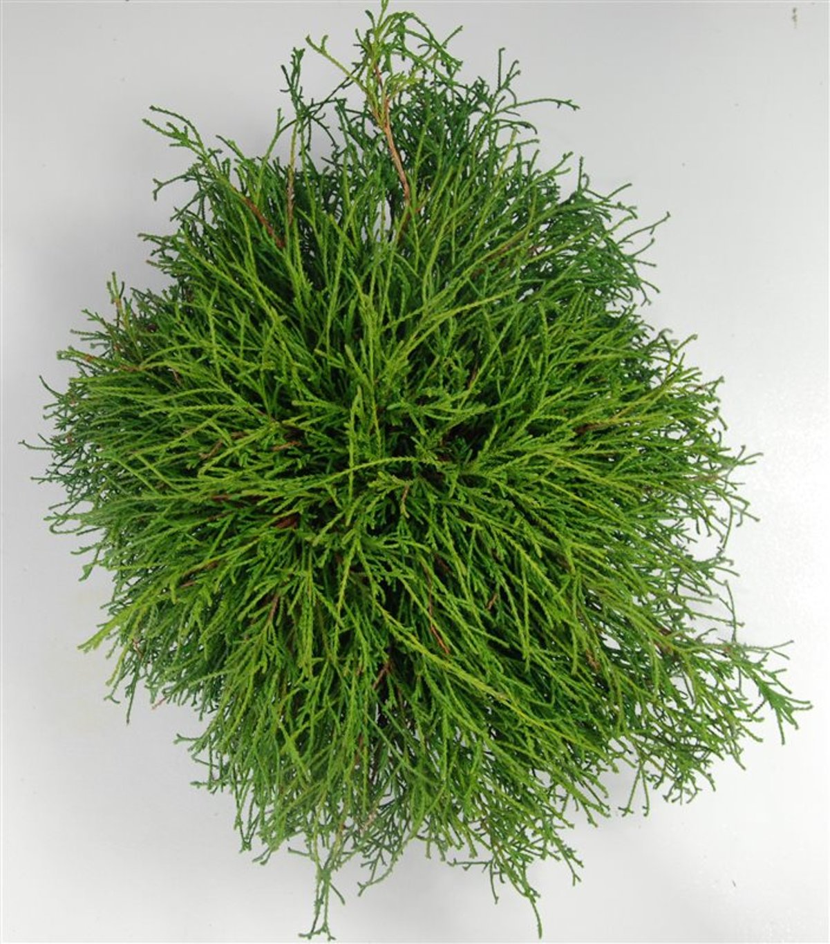 Ädelcypress – Chamaecyparis pisifera &