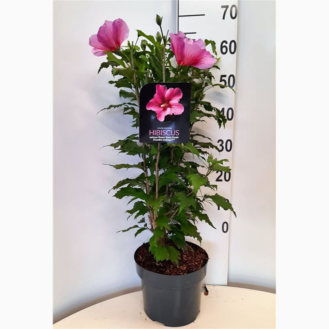 Hibiskus – Hibiscus syriacus 'Flower Tower Purple' - C5 60-80 CM