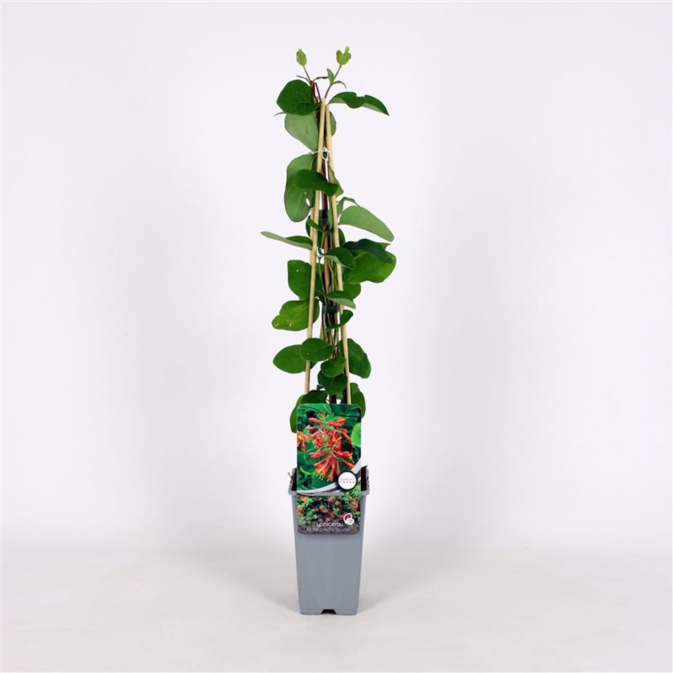 Kaprifol – Lonicera brownii &