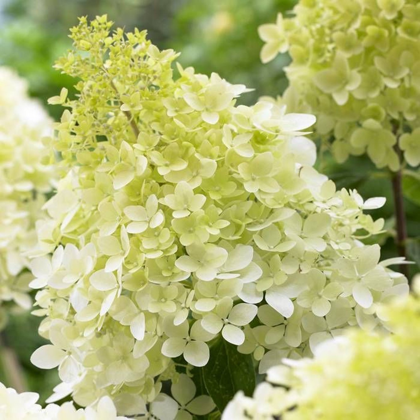 Syrenhortensia – Hydrangea paniculata 'Bobo' - C12 50-60 CM