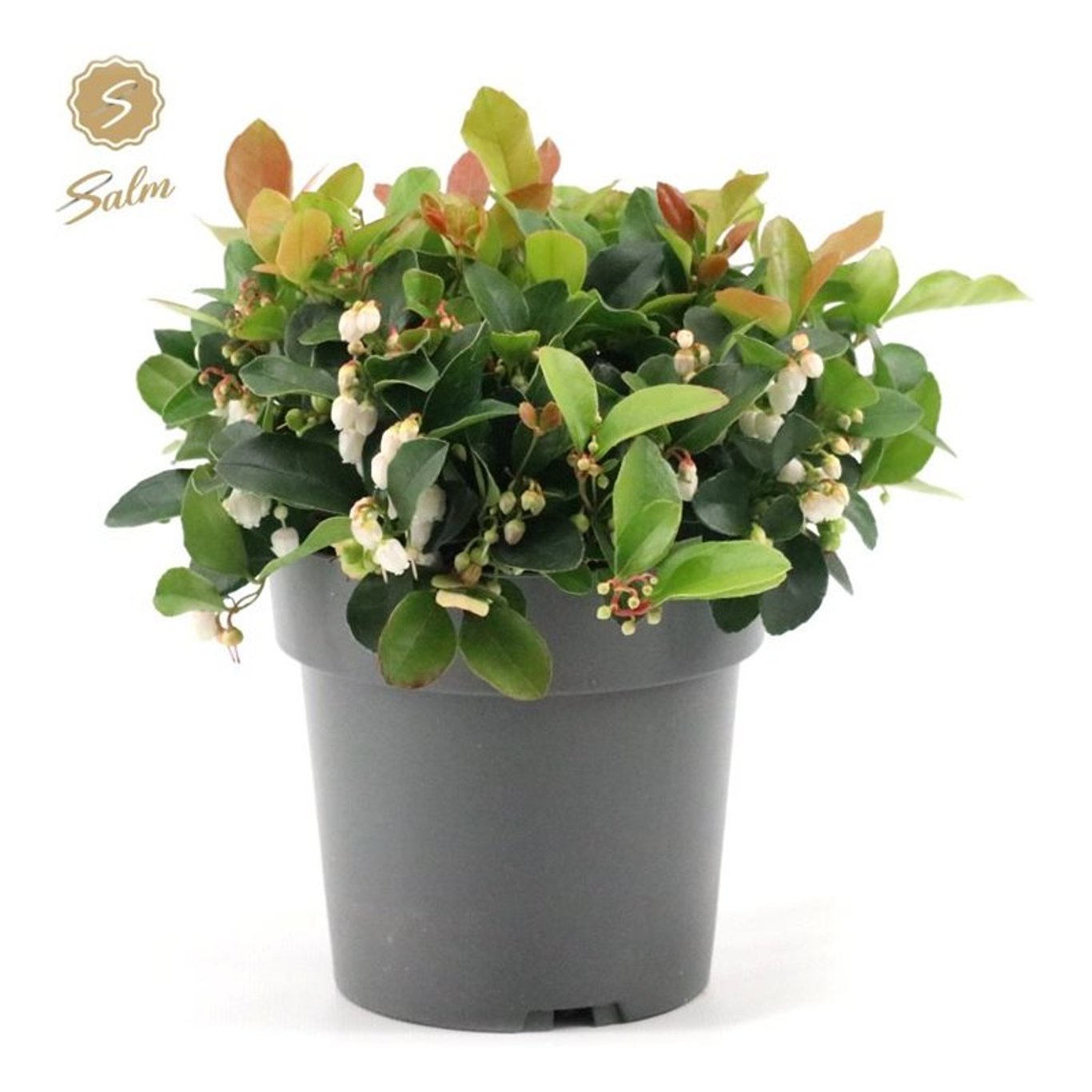 Vaktelbär – Gaultheria procumbens 'Big Berry' - C1,5