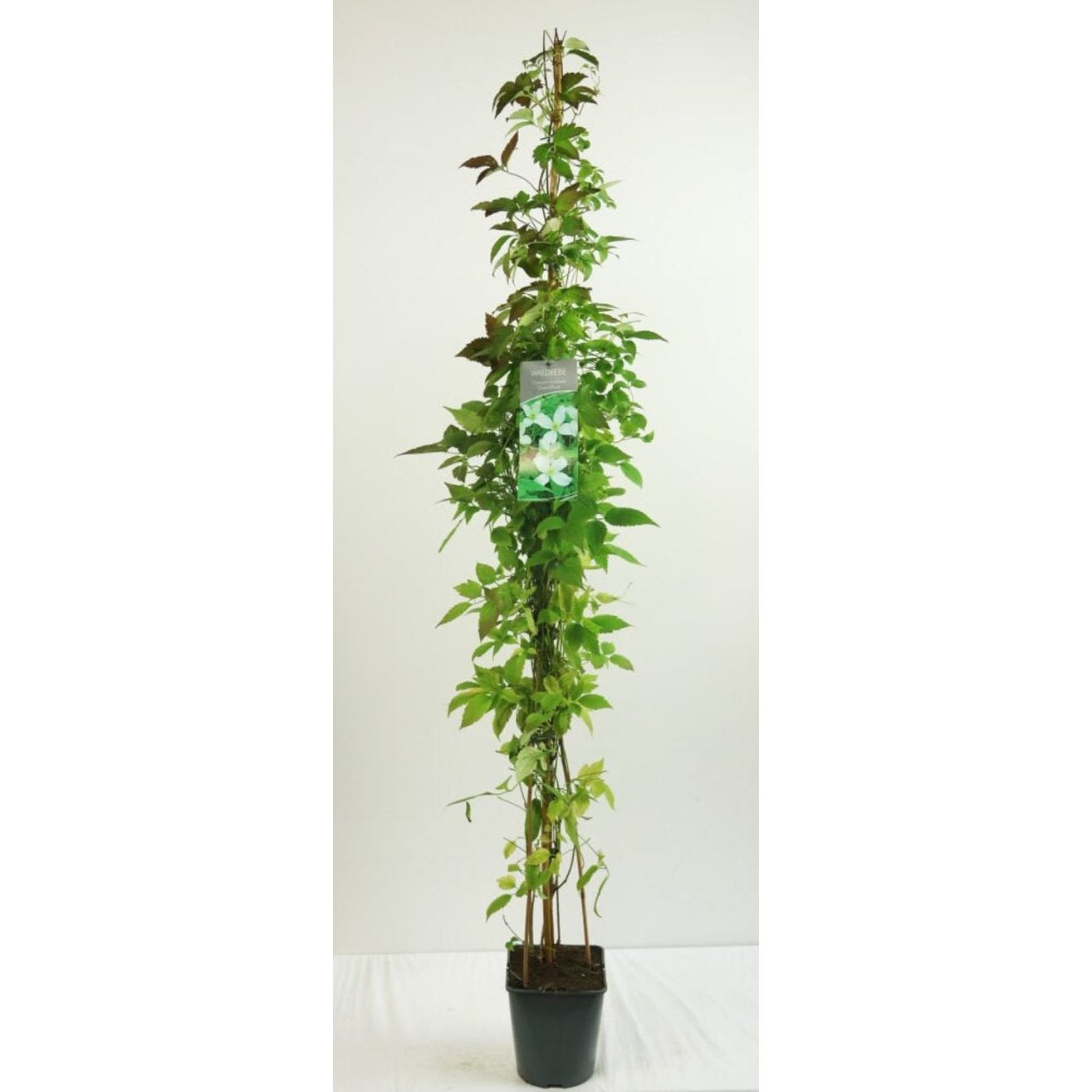 Klematis – Clematis montana grandiflora - C5 125-175 CM Stick