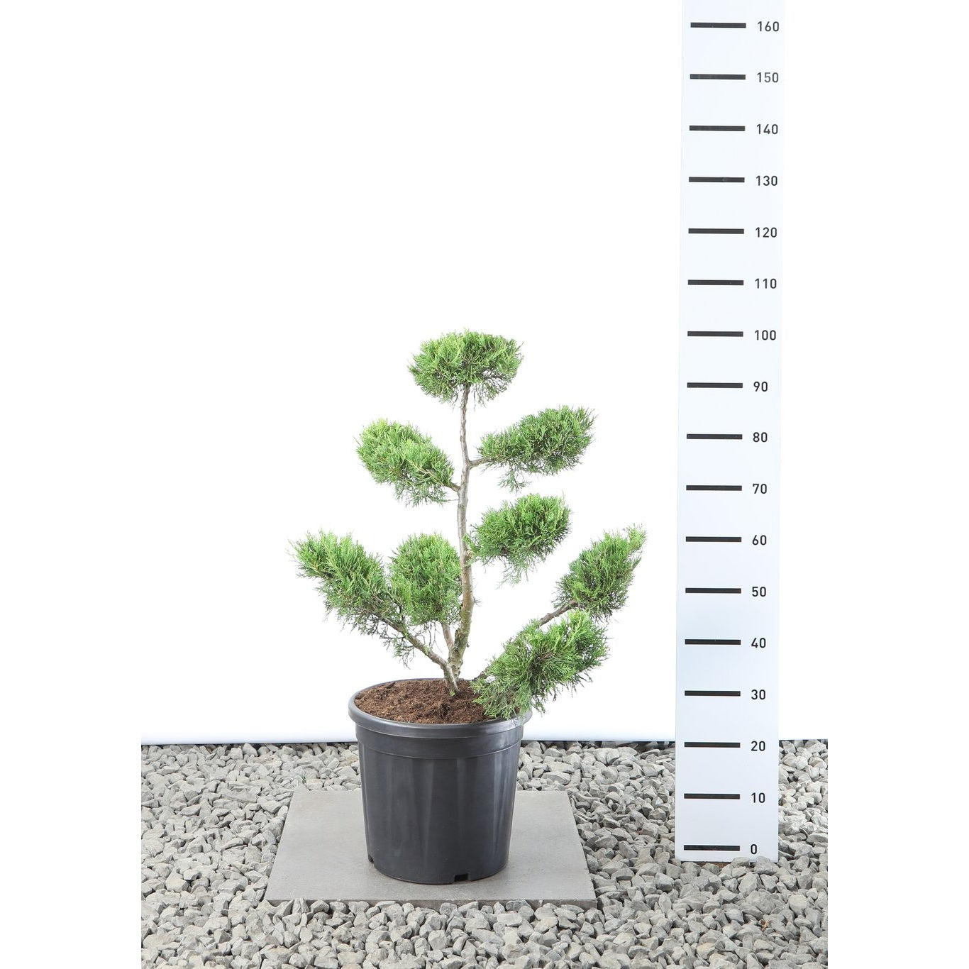 Kinesisk en – Juniperus chinensis 'Kuriwao Gold' - 60-80 CM Multiplateau EXTRA in Cont.