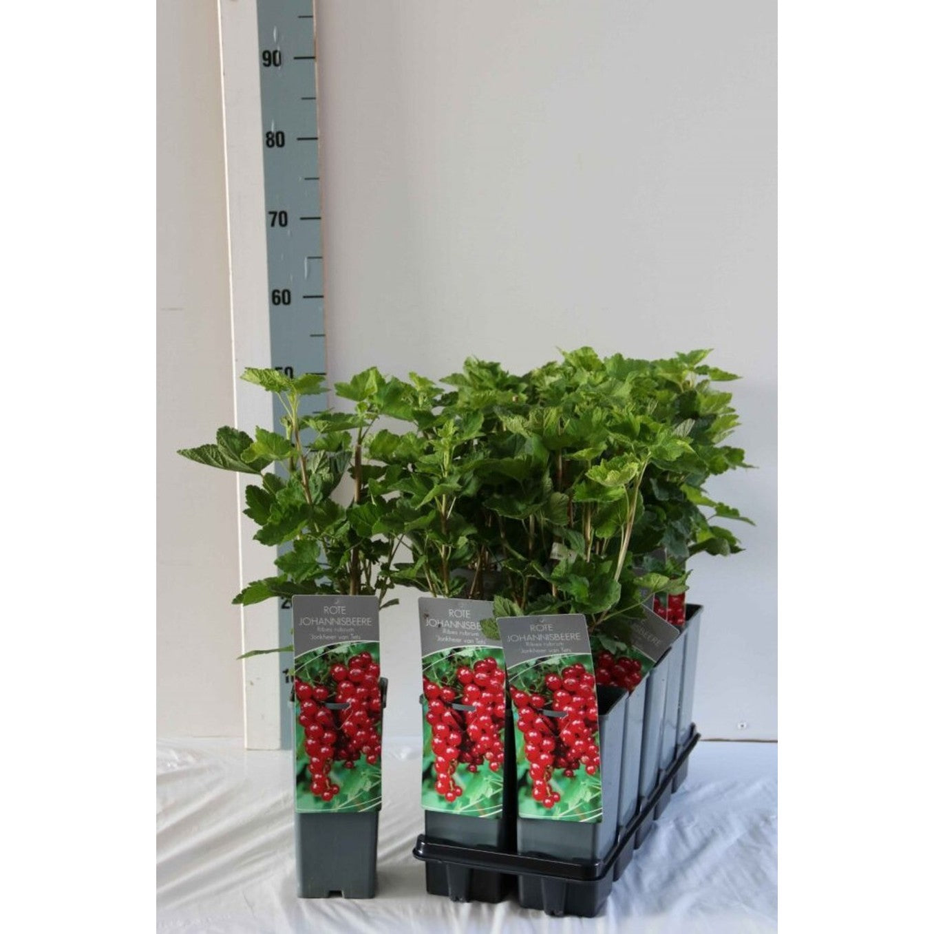 Röda vinbär – Ribes rubrum 'Jonkheer van Tets' - C2 30-40 CM