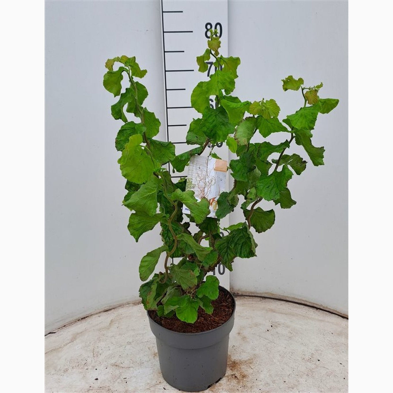 Hassel – Corylus avellana 'Medusa' - C4 50-60 CM