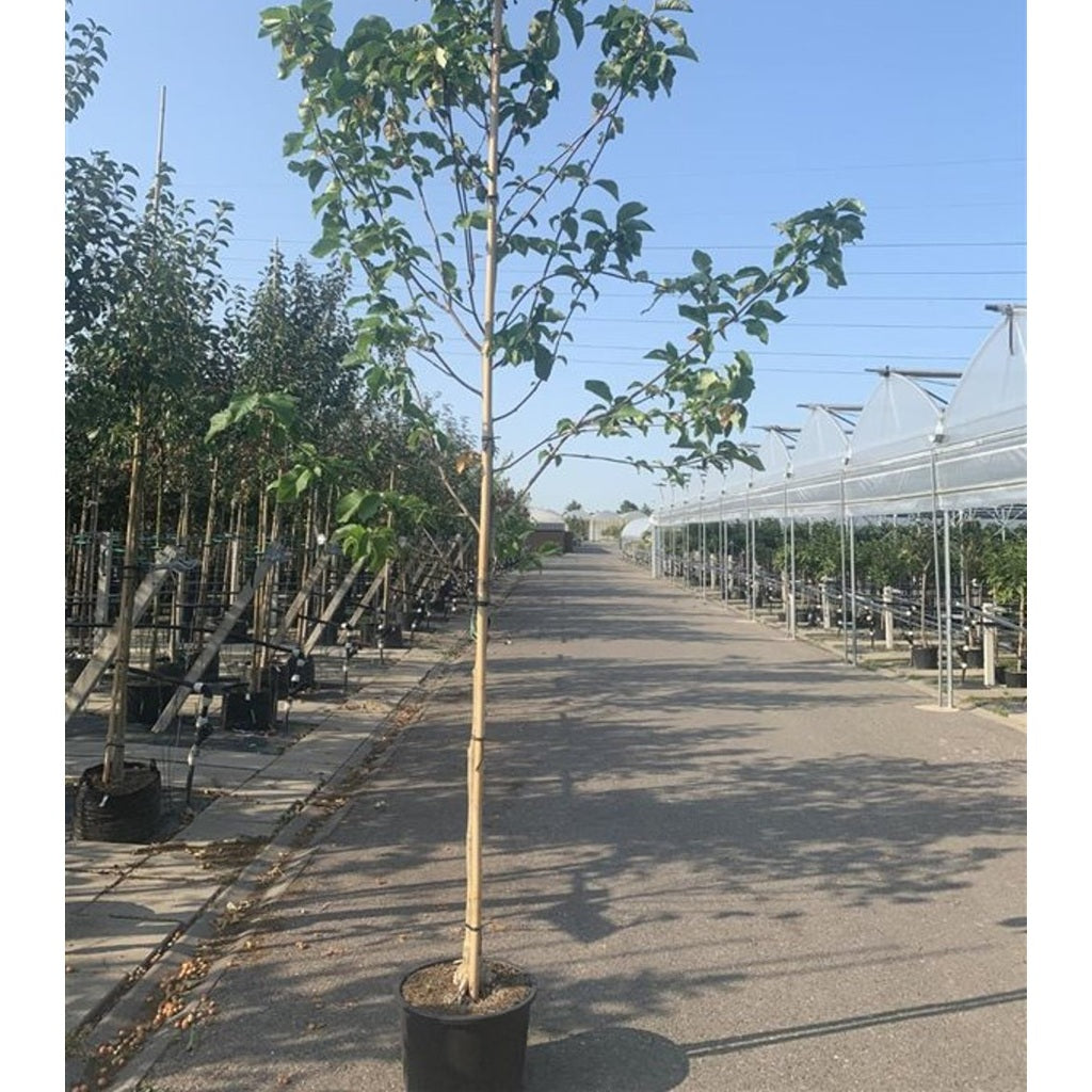 Magnolia – Magnolia brooklynensis 'Yellow Bird' - C20 4/6 HO/ST