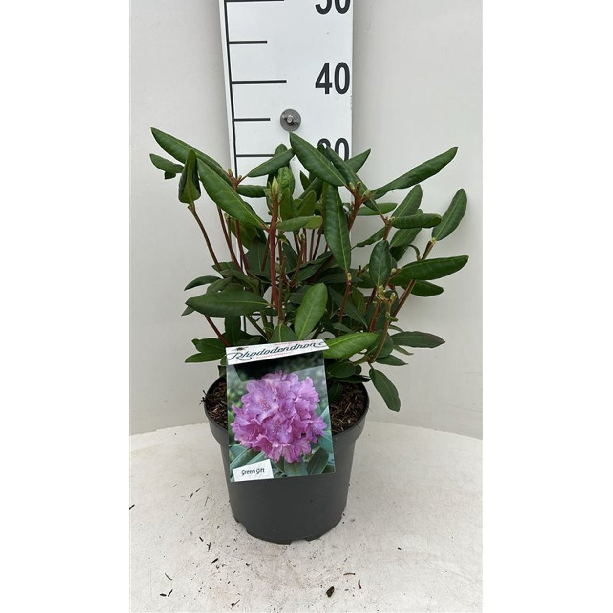 Rhododendron – Rhododendron 'Roseum Elegans' - C5 30-40 CM