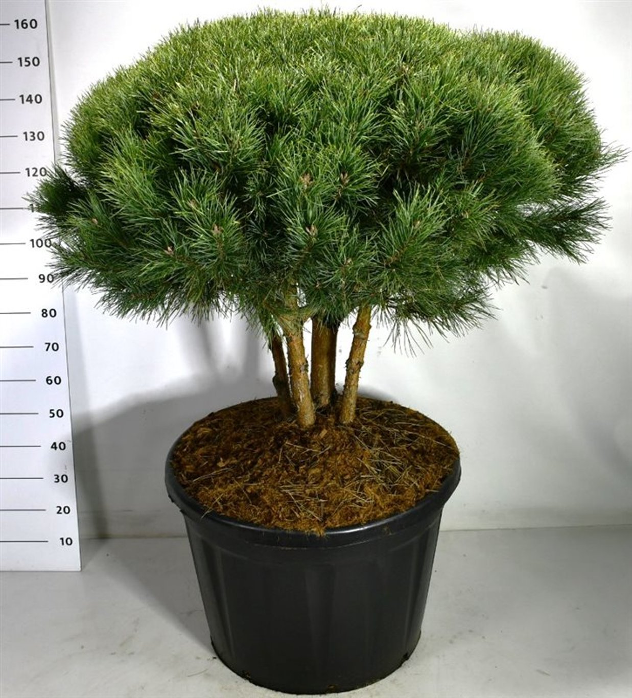 Tall – Pinus sylvestris 'Watereri' - C180 80-100 cm. Parasol