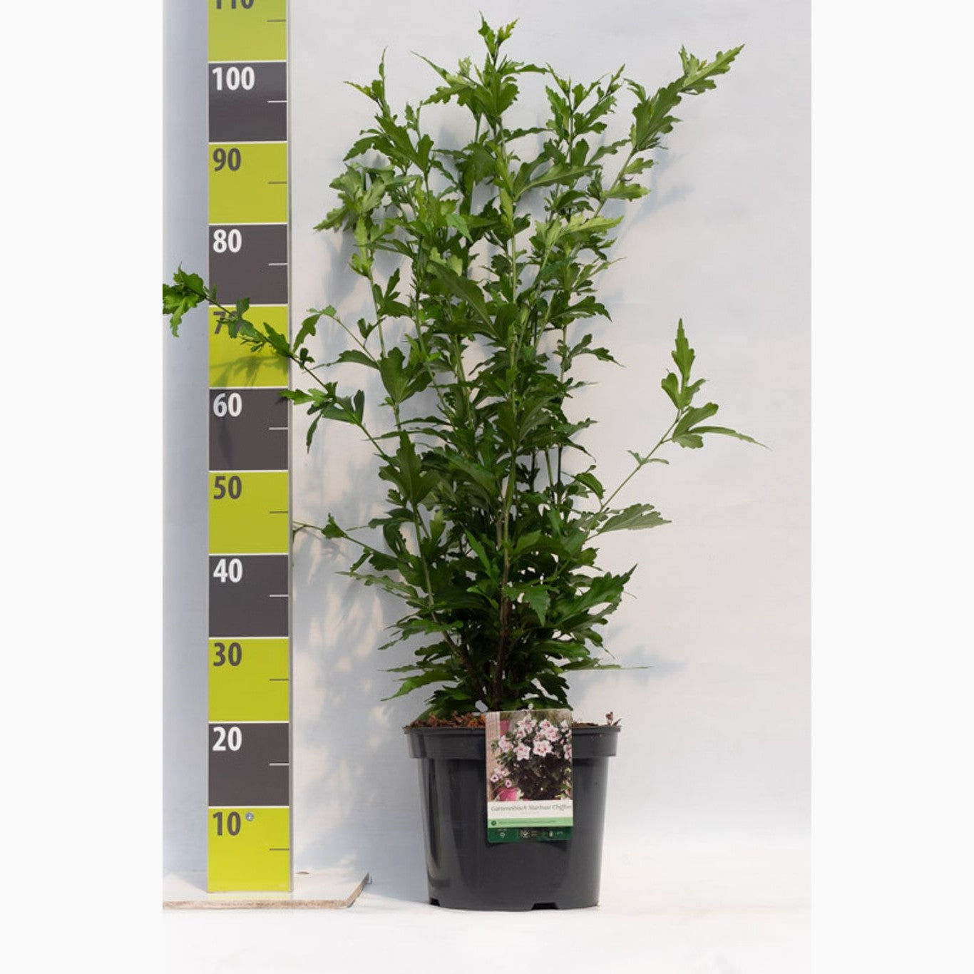 Hibiskus – Hibiscus syriacus 'Pink Chiffon' - C7.5 60-80 CM