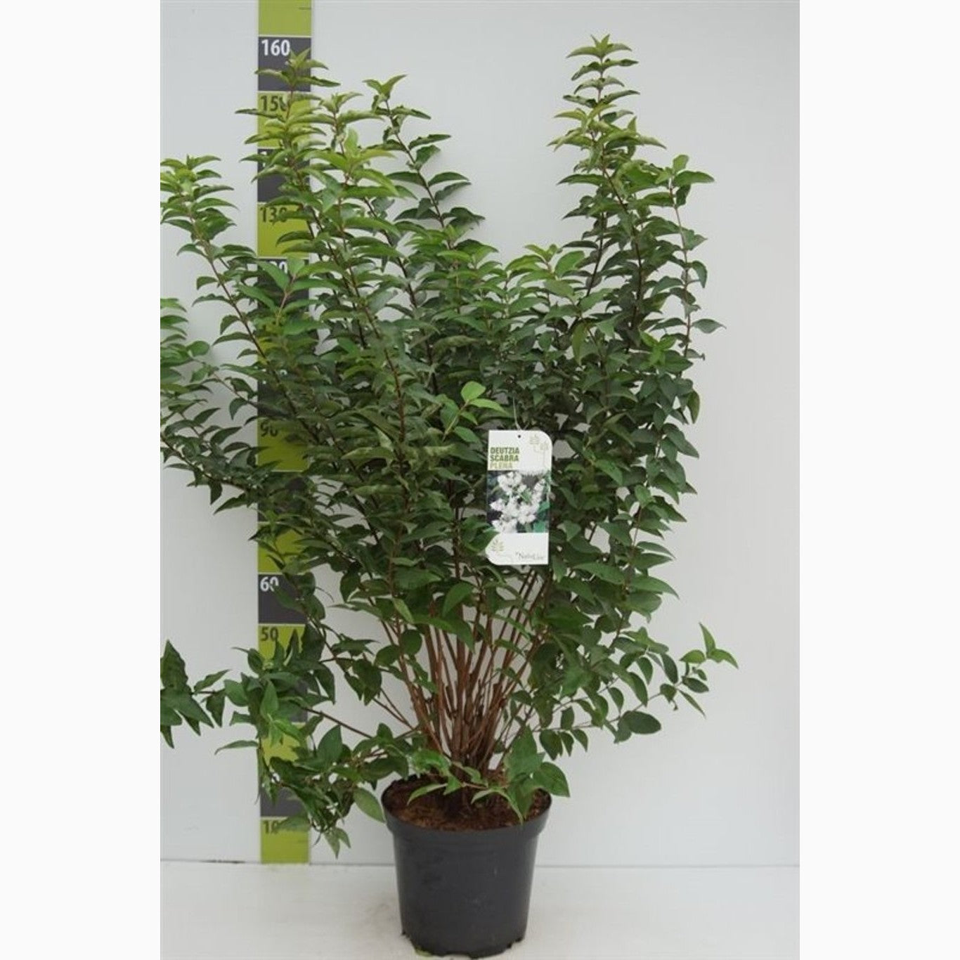 Slånspirea – Deutzia scabra 'Plena' - C12 100-125 CM