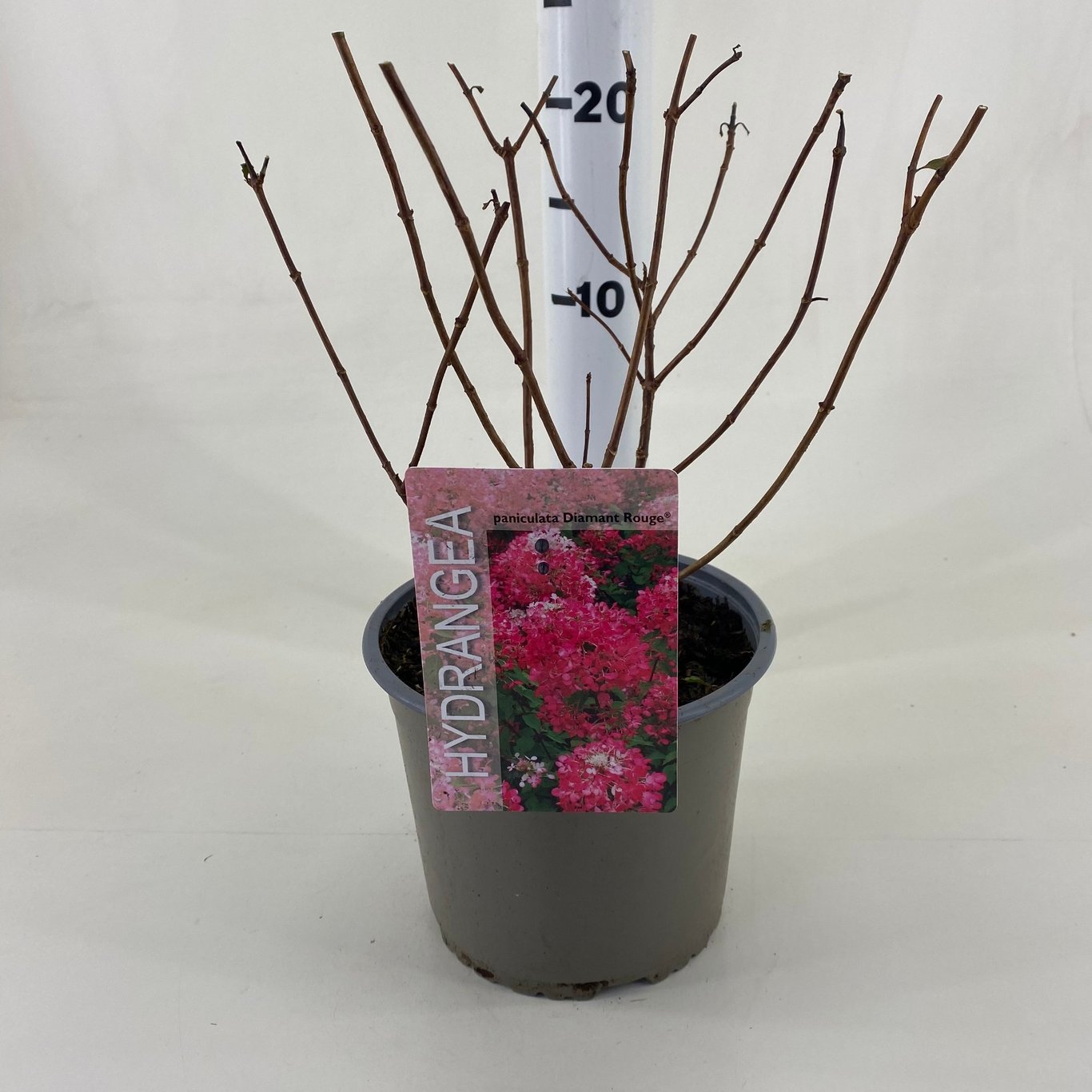 Syrenhortensia – Hydrangea paniculata 'Diamant Rouge'® - C3 20-30 CM