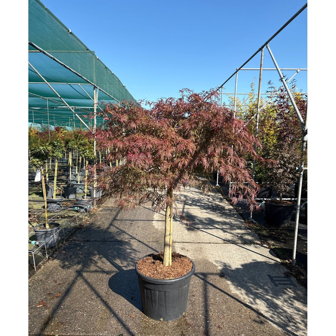 Japansk lönn – Acer pal. 'Garnet' - 80 CM Stem Cont.