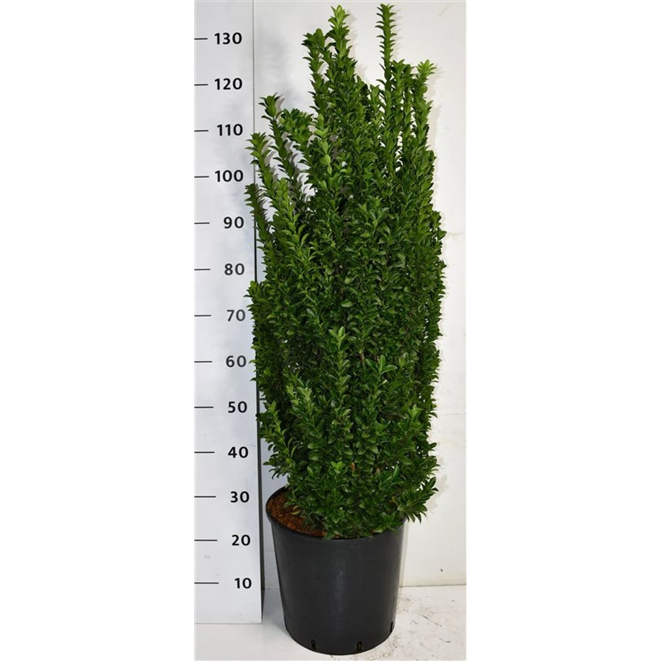 Japansk benved – Euonymus japonicus 'Benkomasaki' - C18 80-100 cm.