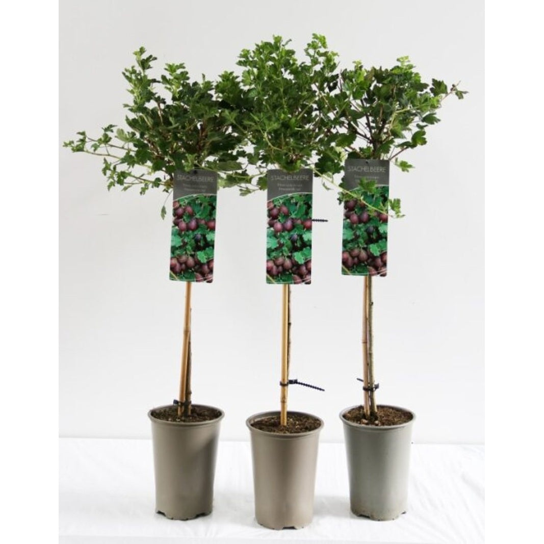 Krusbär – Ribes uva-crispa 'Hinnonmäki Röd' - 90 CM Stem C5