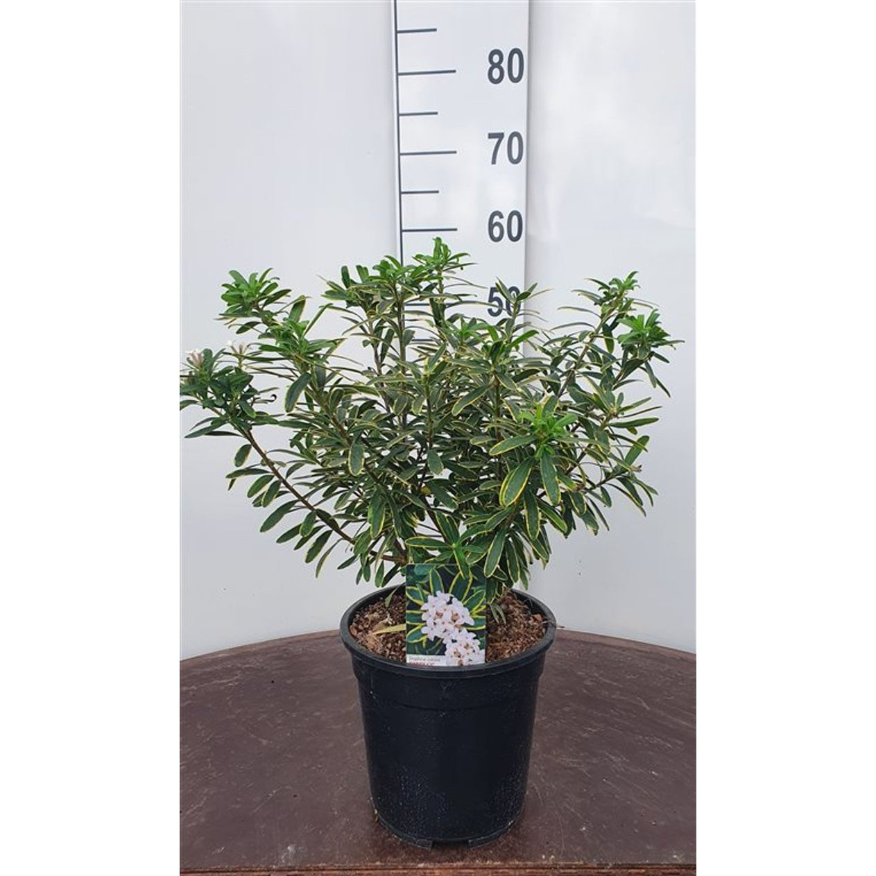 Tibast – Daphne transatlantica 'Summer Ice' - C5 30-40 CM
