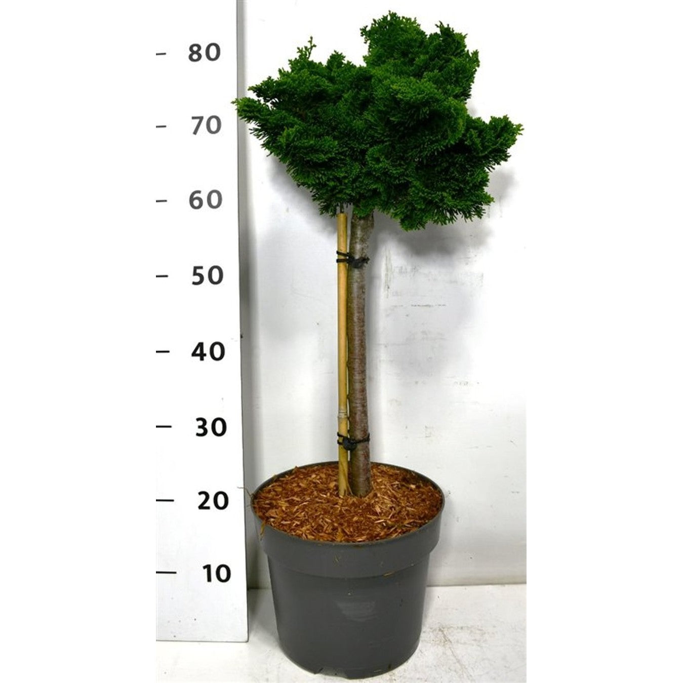 Ädelcypress – Chamaecyparis obtusa &