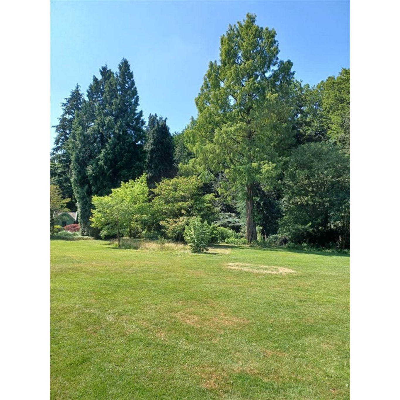 Kinesisk sekvoja – Metasequoia glyptostroboides - C5 80-100 CM