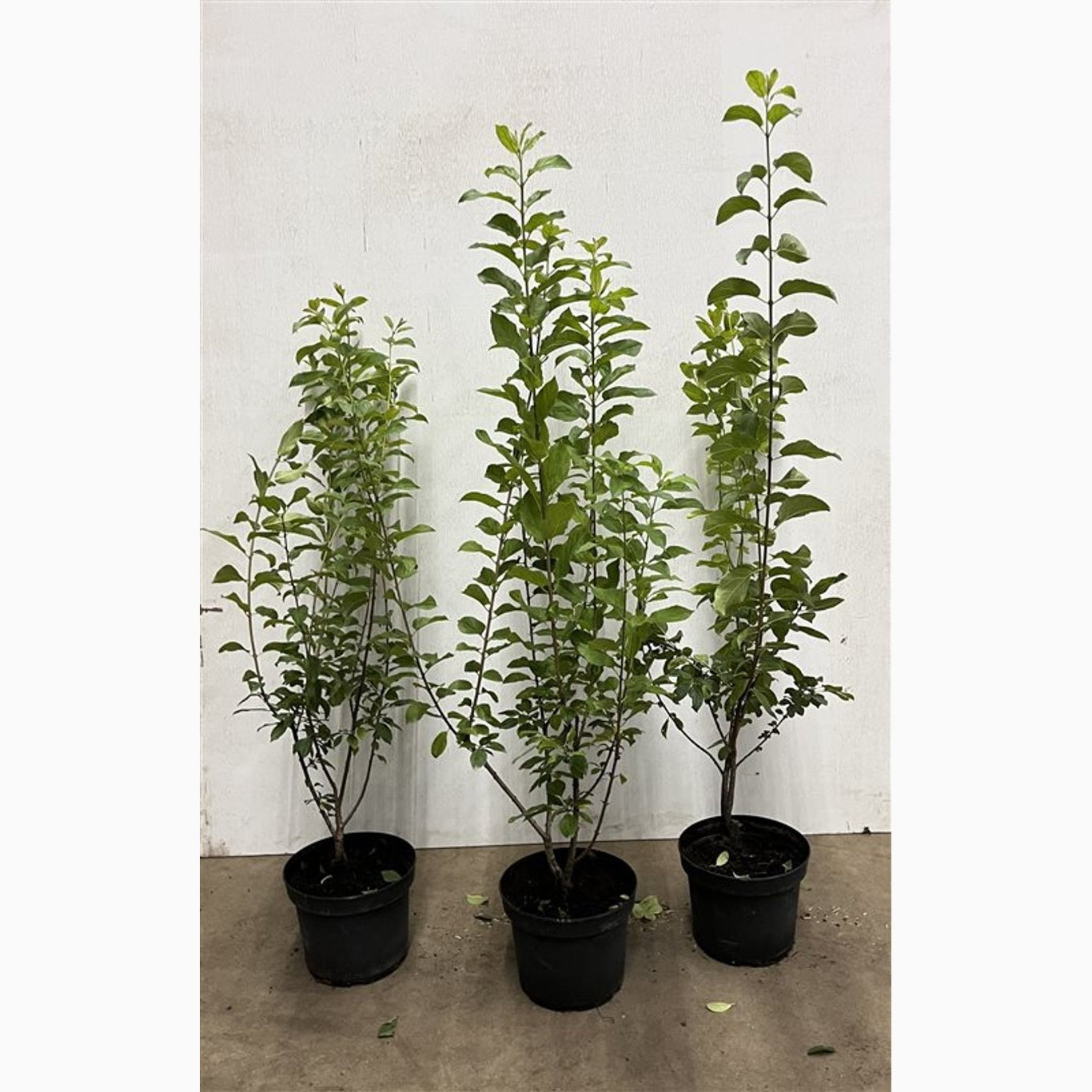 Brakved – Rhamnus cathartica - C5 80-100 CM