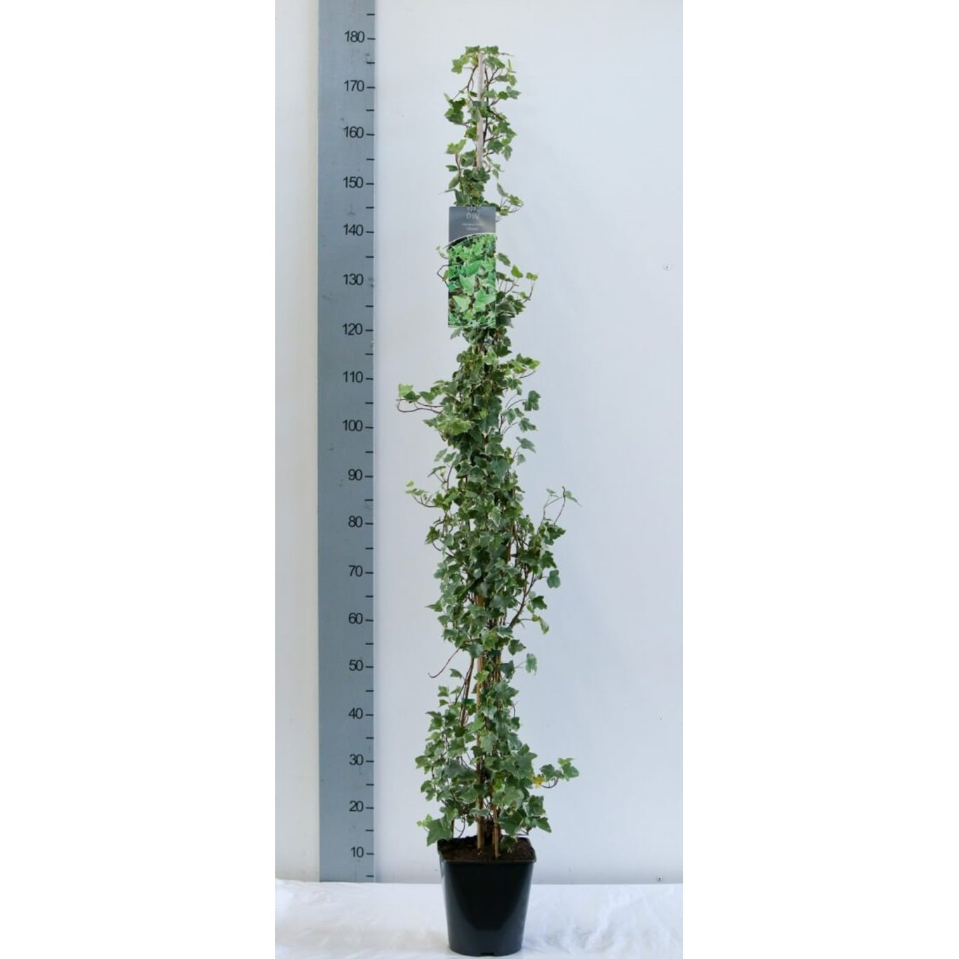 Murgröna – Hedera helix 'Glacier' - C5 125-175 CM Stick