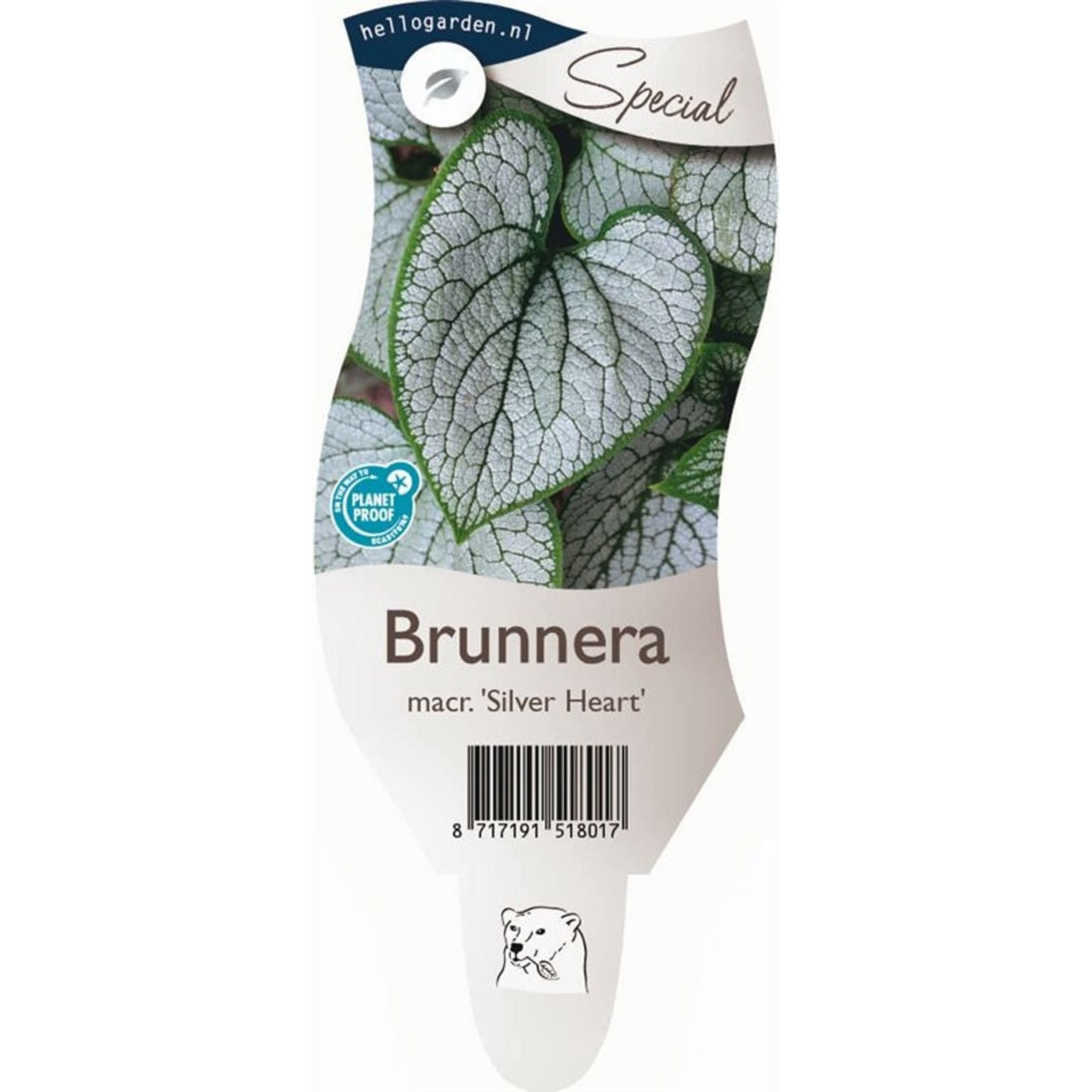 Kaukasisk förgätmigej – Brunnera macr. 'Silver Heart' - P11