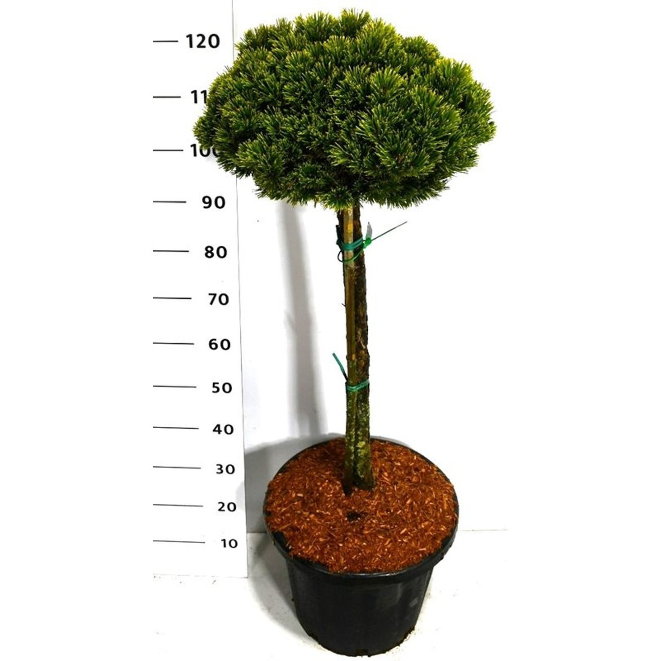 Bergtall – Pinus mugo 'Sherwood Compact' - 80 CM Stem C30