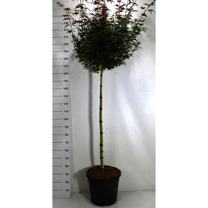 Japansk lönn – Acer pal. 'Skeeter's Broom' - 120 CM Stem C30
