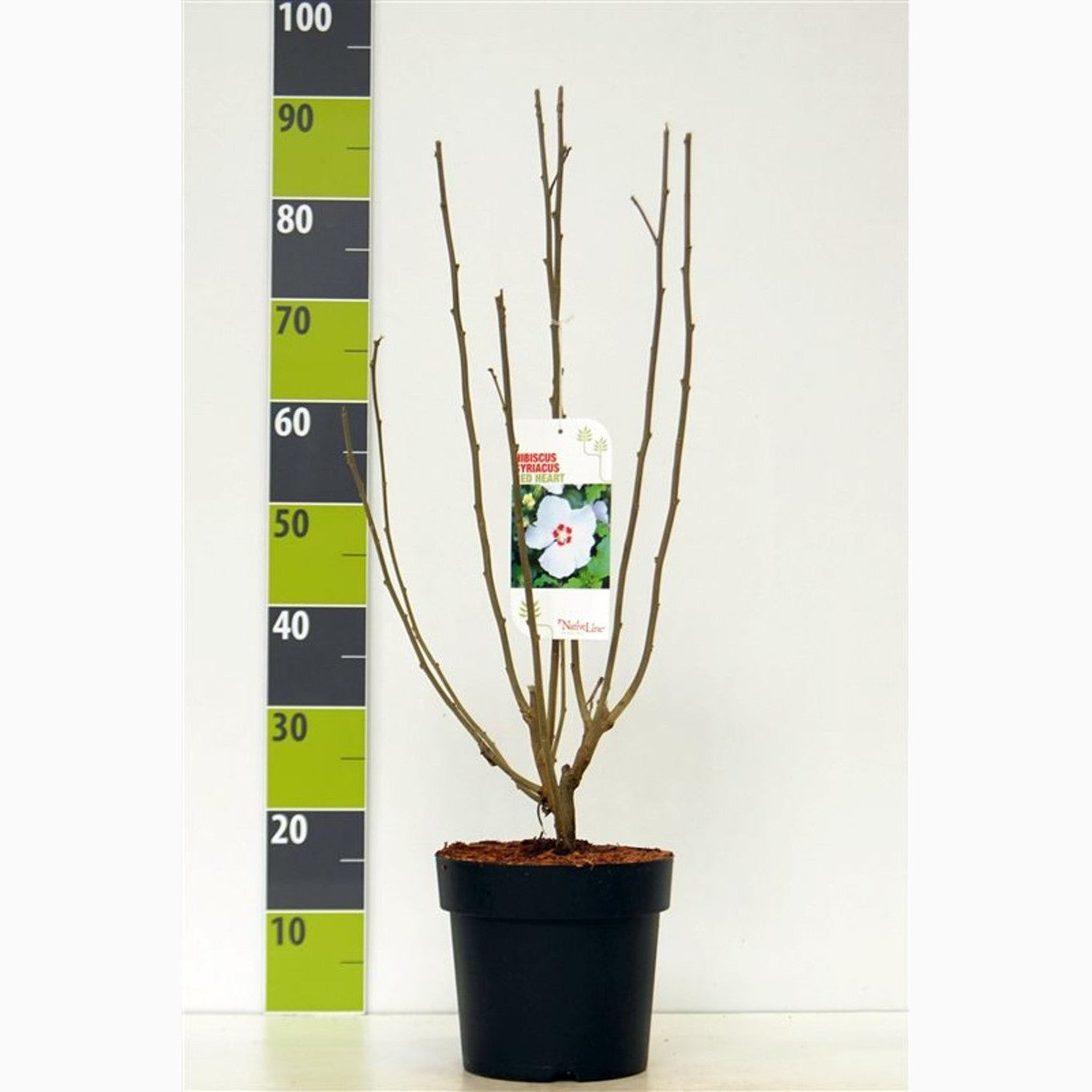 Hibiskus – Hibiscus syriacus 'Red Heart' - C4,6 50-60 CM