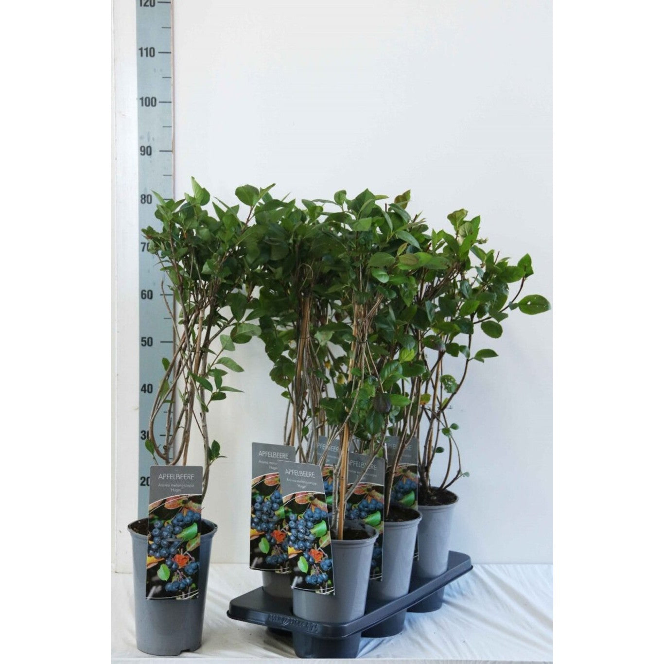 Svartaronia – Aronia melanocarpa &