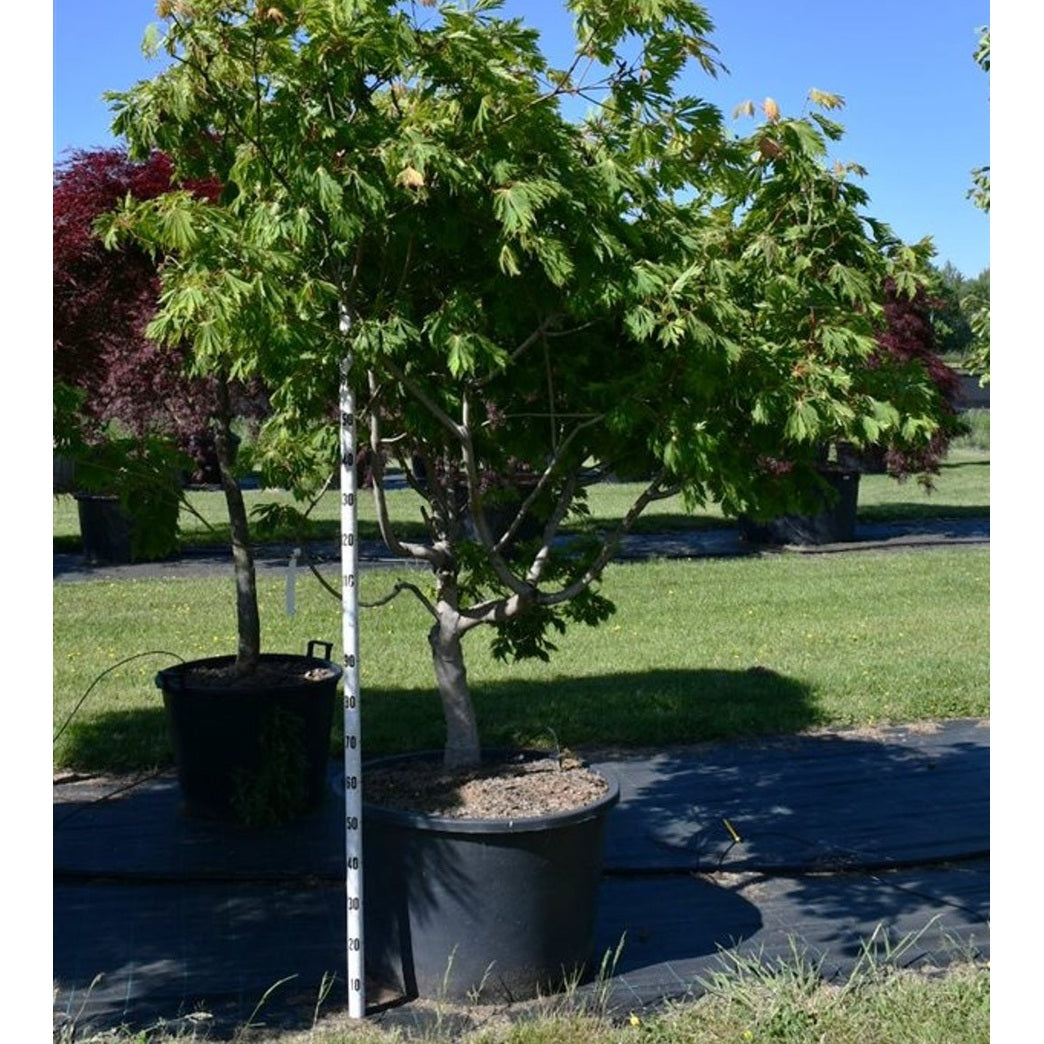 Japansk lönn – Acer palmatum 'Autumn Red' - C160 180-200 cm. Sol
