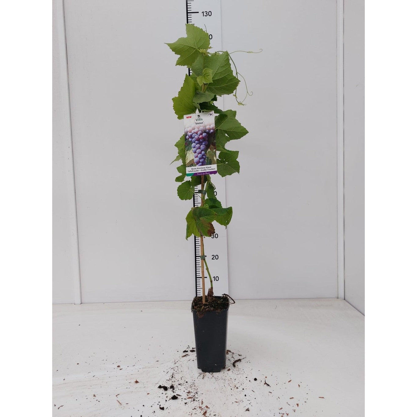 Vinranka – Vitis &