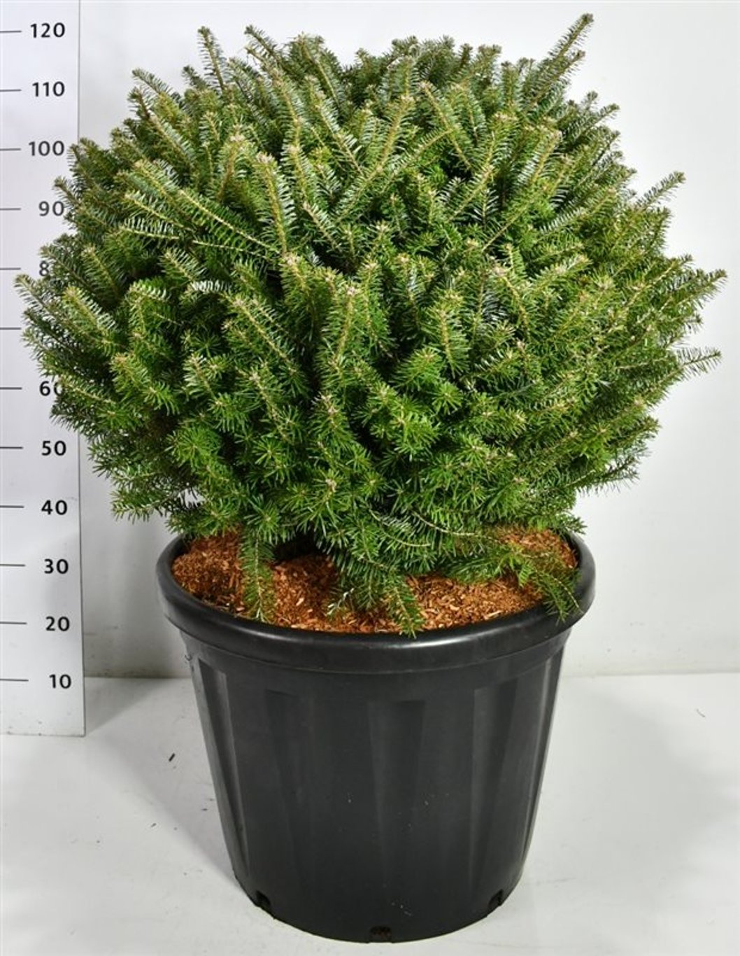 Koreagran – Abies koreana - C80 80-90 cm. Bol